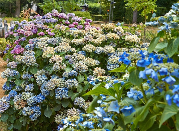 Zomerbloeiende bloemen in Arnhem. Nederland juli 2018