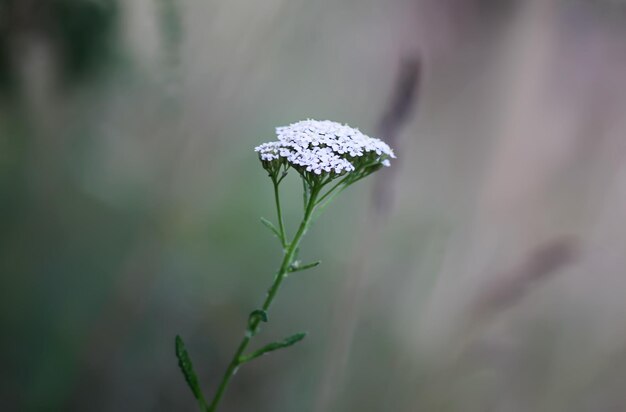 Zomerbloem close-up Duizendblad medisch kruid