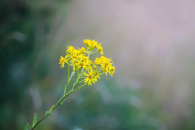 Zomerbloem close-up