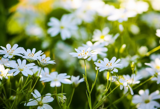 Zomerbloemen in een archief op een zonnige dag