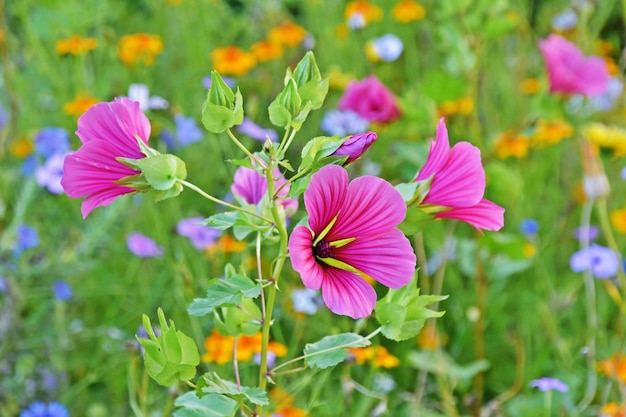 Zomerbloemen