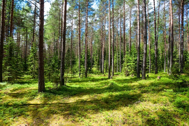 Zomerbos