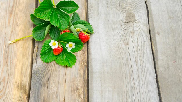 Zomercompositie met aardbeien, aardbeienblaadjes en aardbeienbloemen