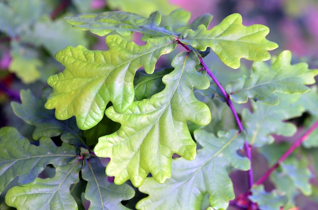 Zomereikenblad (Quercus robur)