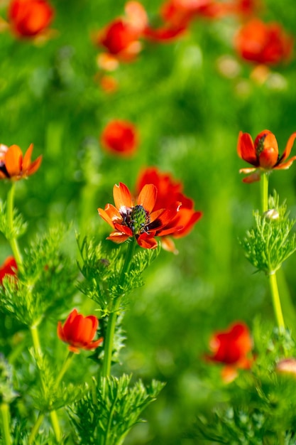 Zomerfazantoog Adonis aestivalis