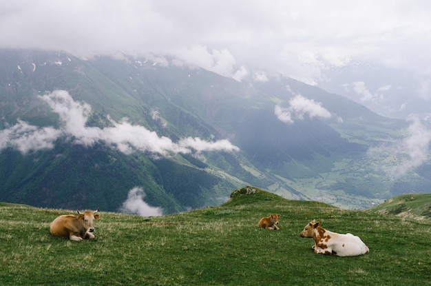 Zomerlandschap in de bergen. Rode koeien op een alpenweide. Bewolkt weer. Zemo Svaneti, Georgië, Kaukasus