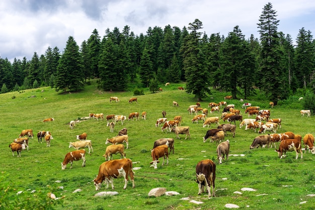 Zomerlandschap in de provincie Artvin met koeien die grazen op de verse groene berg.