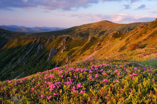 Zomerlandschap met bloeiende vallei in de bergen. Rode bloemen van rododendron. Karpaten, Oekraïne