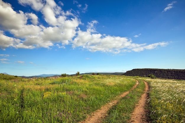 Zomerlandschap met groen gras, weg en bomen