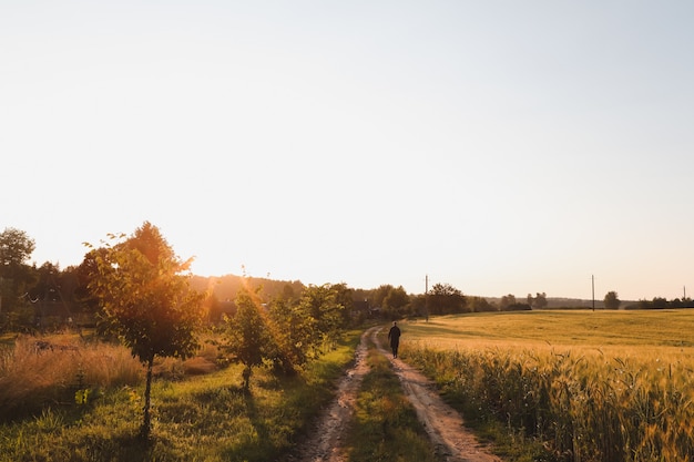 Zomerlandschap met groen groeiend veld op het platteland