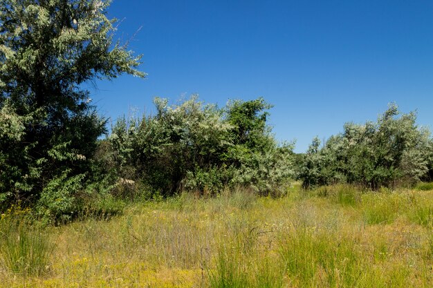 Zomerlandschap met groene bomen, weide en blauwe lucht