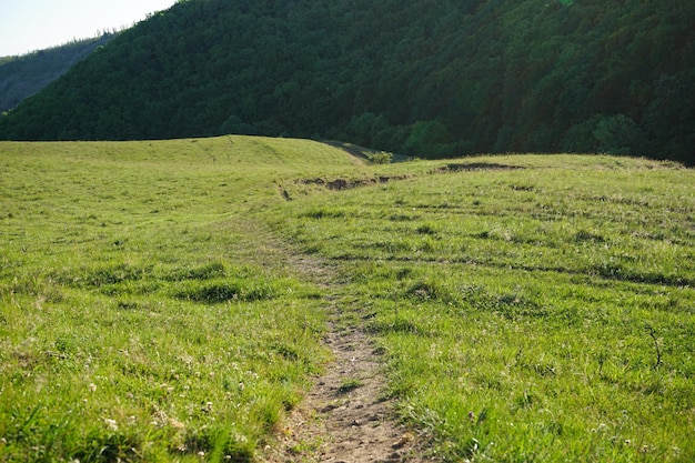 Zomerlandschap met heuvelachtig groen veld en bos in de verte.