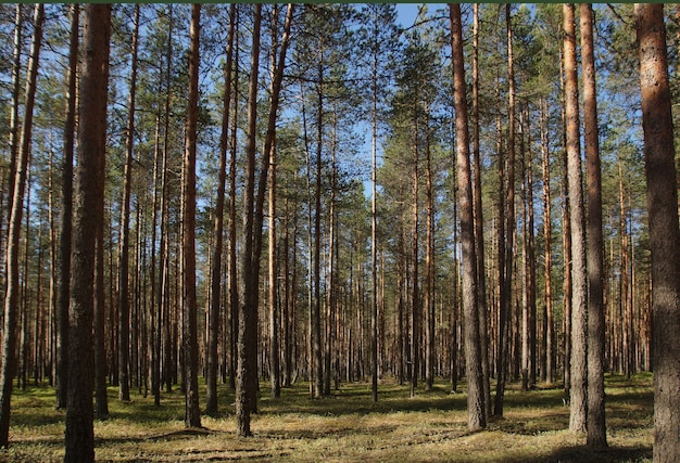 Zomerlandschap met hoge rechte pijnbomen in het bos