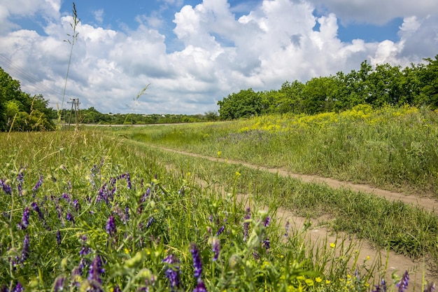 Zomerlandschap met landweggetje en wilde bloemen