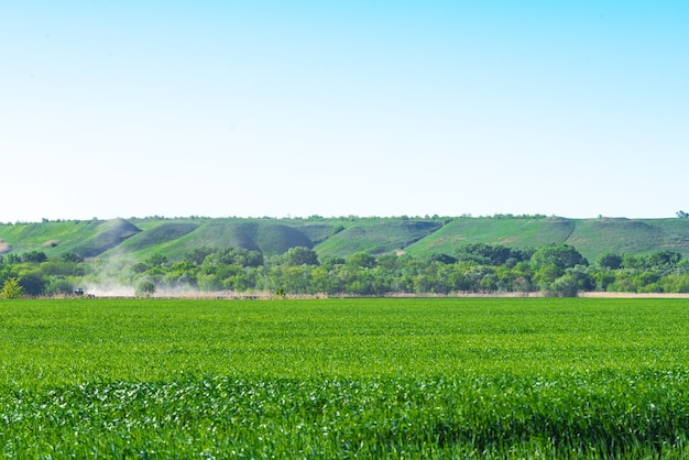 Zomerlandschap met lucht en groen kruid.