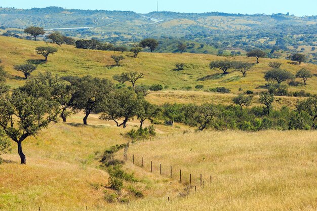 Zomerlandschap met olijfbomen op helling Potugal tussen Lissabon en Algarve