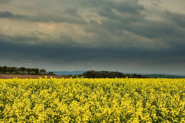 Zomerlandschap met verkrachtingsveld op de achtergrond van het mooie Deutchland