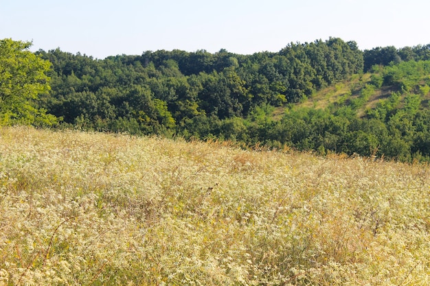 Zomerlandschap met weide, bomen en heuvels