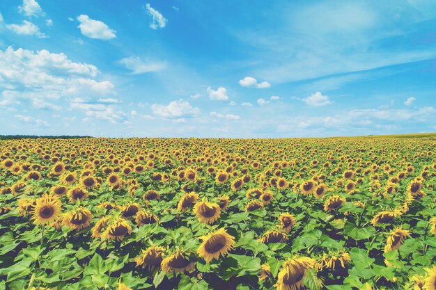 Zomerlandschap met zonnebloemen en prachtige lucht Pittoresk zonnebloemveld vanuit de lucht Landelijk landschap Natuurachtergrond