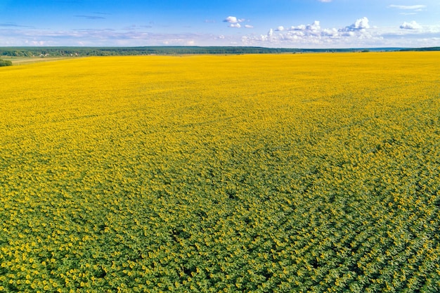 Zomerlandschap met zonnebloemen prachtig zonnebloemveld op een zonnige dag luchtfoto