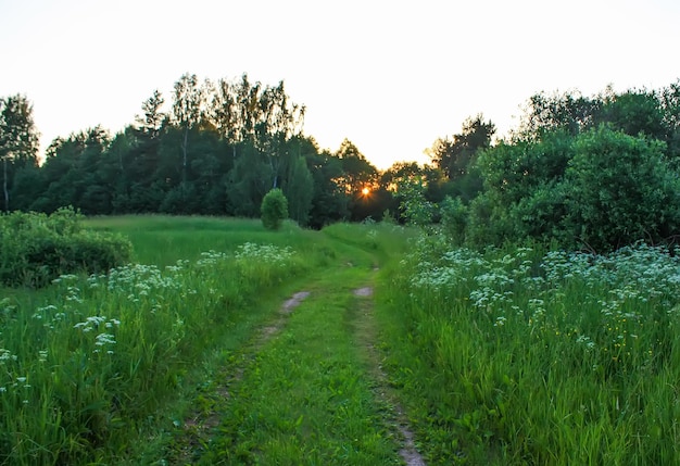 Zomerlandschap op het platteland