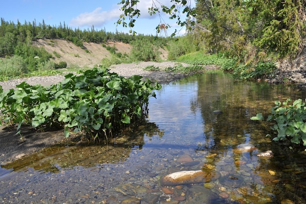 Zomerlandschap Ten noorden van de rivier