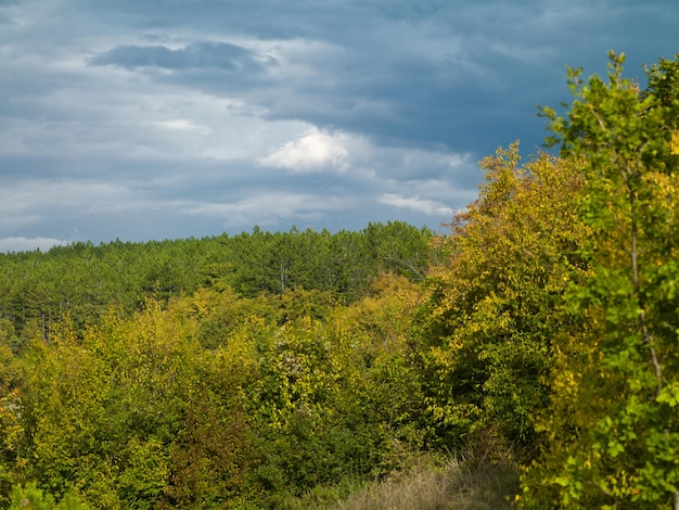 Zomerlandschap van jong groen bos met helderblauwe lucht