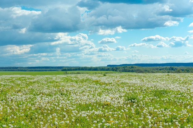 Zomerlandschap weide van paardebloemen