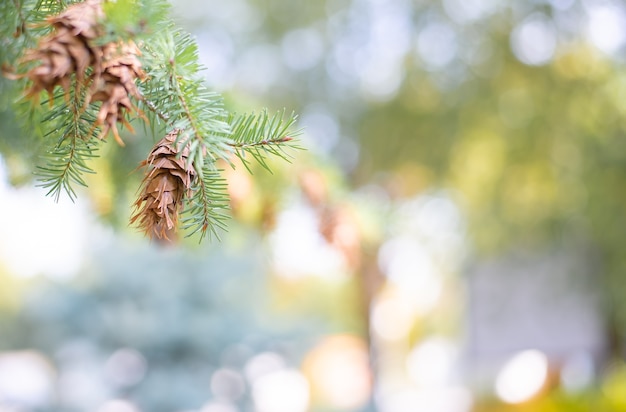 Zomerlicht wazig bokeh. Met een vuren tak en een dennenappel.