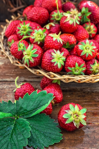 Zomeroogst van aardbeien