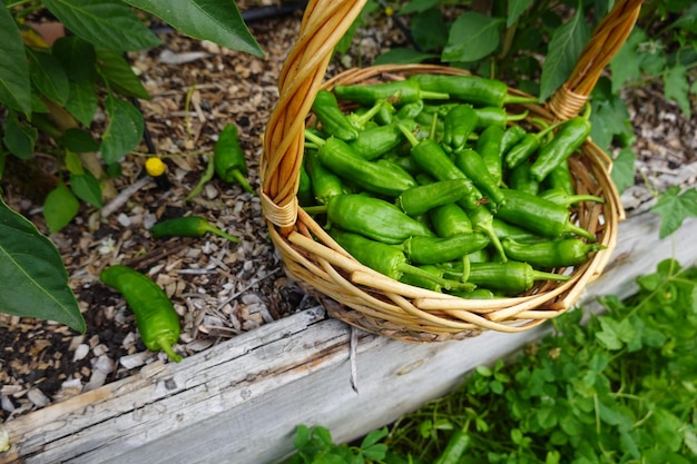 zomeroogst Verzamel fruit uit de achtertuin Oogst pimiento del padron of kleine peper