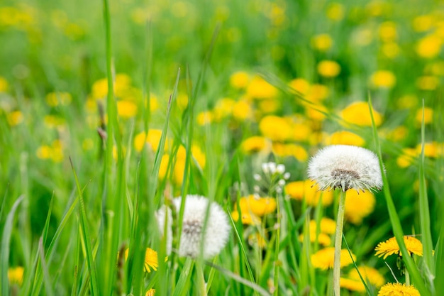 Zomerpark met een veld van gele paardebloemen