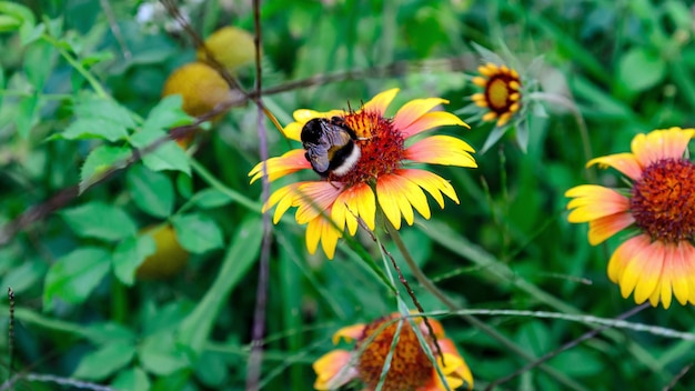 zomerplanten groeien in de natuur