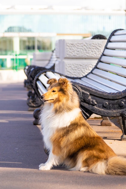 Zomerportret van een sheltie