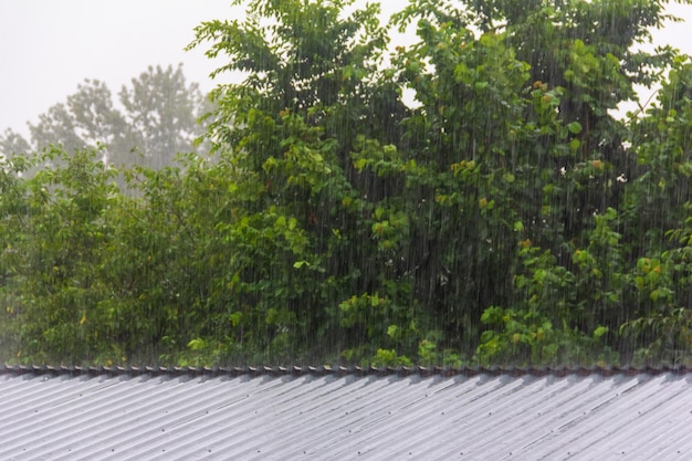 Zomerregen op de achtergrond van bomen met groen gebladerte dat het metalen dak raakt