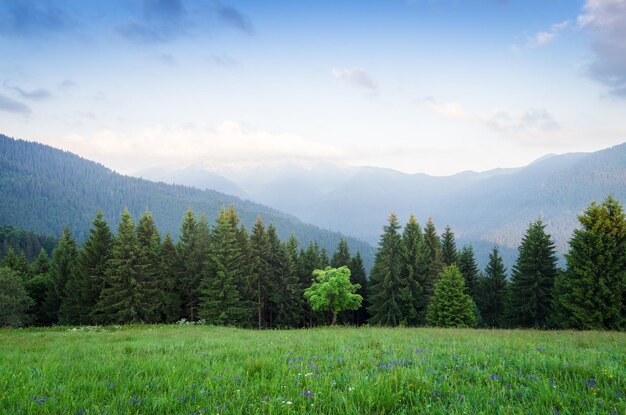 Zomers landschap met een esdoorn in de bergen