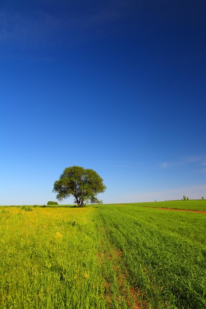 Zomers landschap met enkele boom