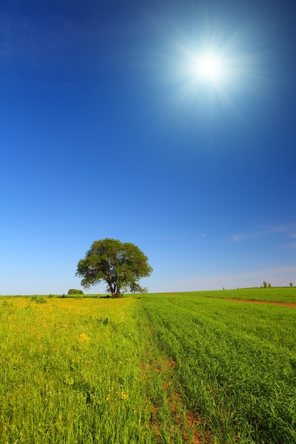 Zomers landschap met enkele boom