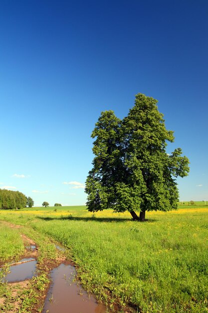 Zomers landschap met weg en lindeboom