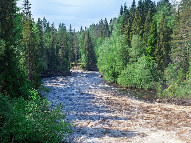 Zomers uitzicht op rivier en bos in Karelië