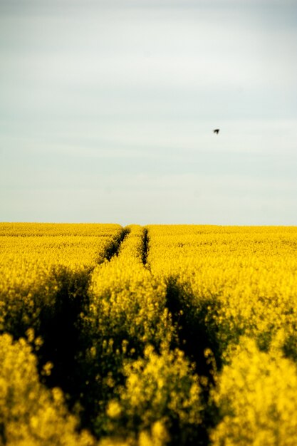 Zomers veld van bloeiende raps