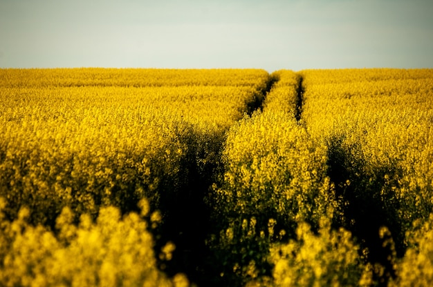 Zomers veld van bloeiende raps