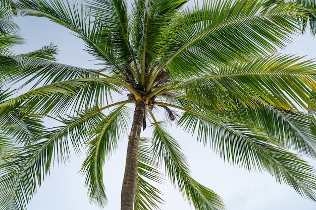 Zomerseizoen achtergrond verbazingwekkende Kokospalmen Mooie natuurlijke tropische achtergrond prachtige natuur of reizen website achtergrond.