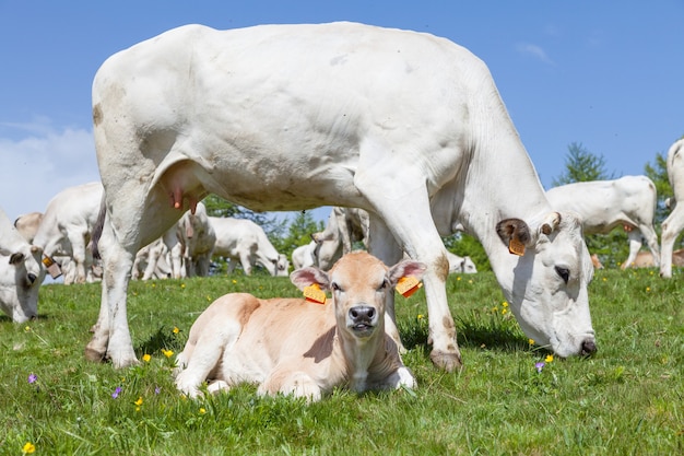 Zomerseizoen op Italiaanse Alpen. Vrij kalf tussen volwassen koeien.