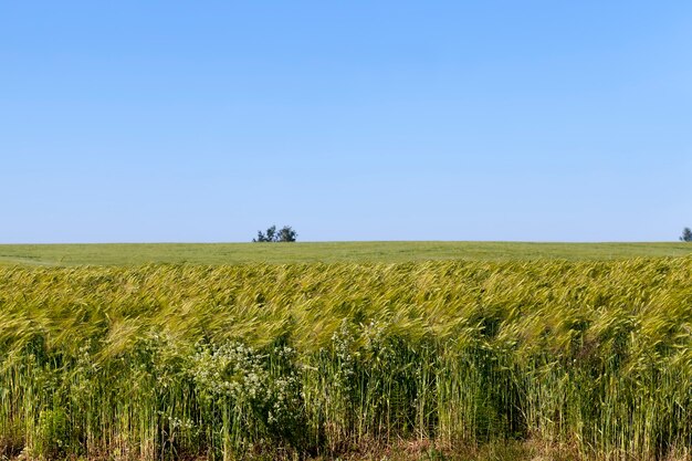 Zomerseizoen roggeplanten tegen de blauwe lucht, roggeveld met groene onrijpe roggeaartjes