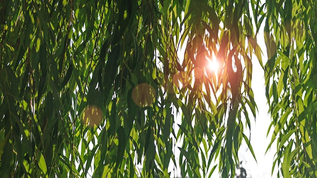 Zomerseizoen zonnige lichte achtergrond