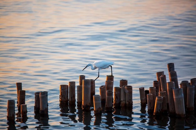 Zomertafereel Een grote witte zilverreiger Ardea alba met de veren verlicht door het zonlicht