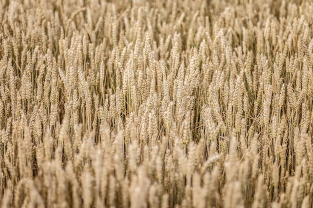 Zomertextuur van volwassen tarweveld