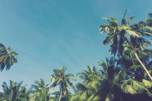 Zomertijd exotische tropische palmboom