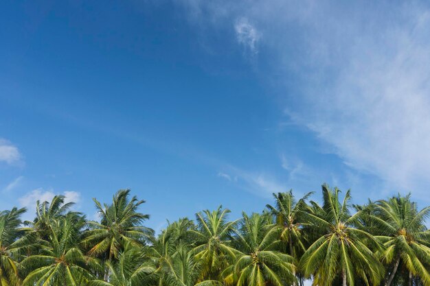 Zomertijd exotische tropische palmboom